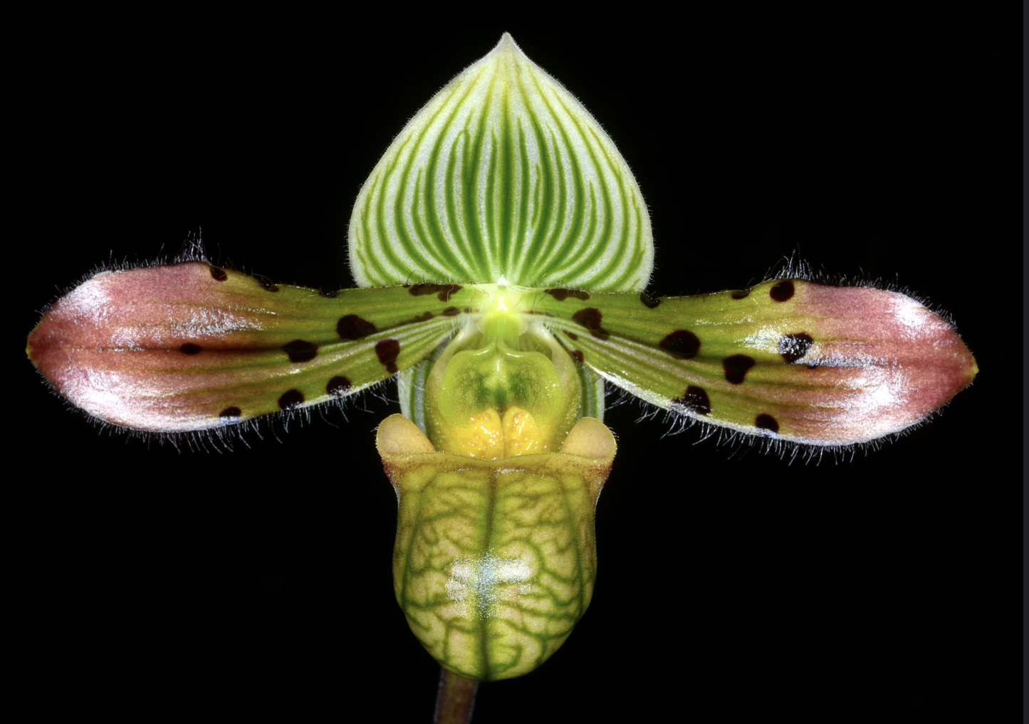 Paphiopedilum venustum