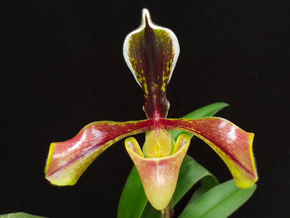 Paphiopedilum villosum v boxallii f. atratum