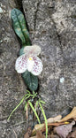 Paphiopedilum wenshanense