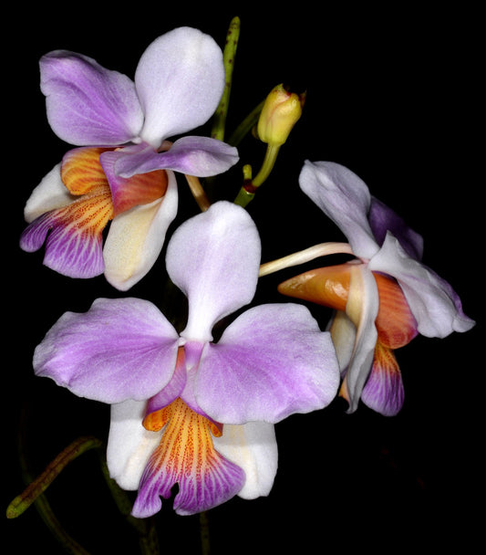 Vanda (Papilionanthe) teres x coerulescens