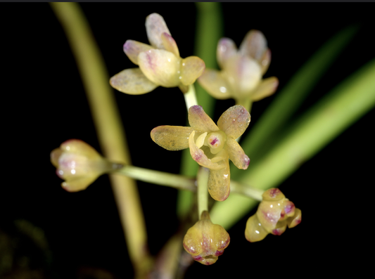 Penkimia nagalandensis (syn. Holcoglossum nagalandense)