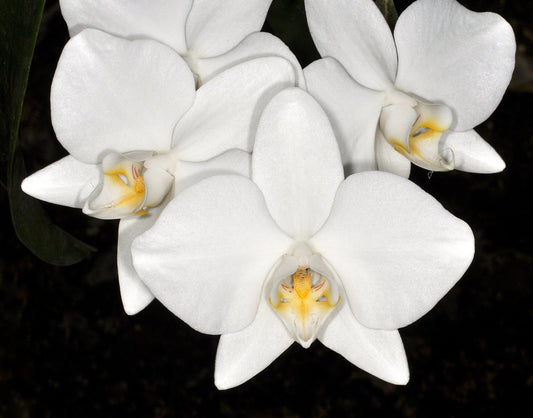 Phalaenopsis aphrodite