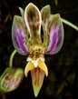 Phalaenopsis finleyi