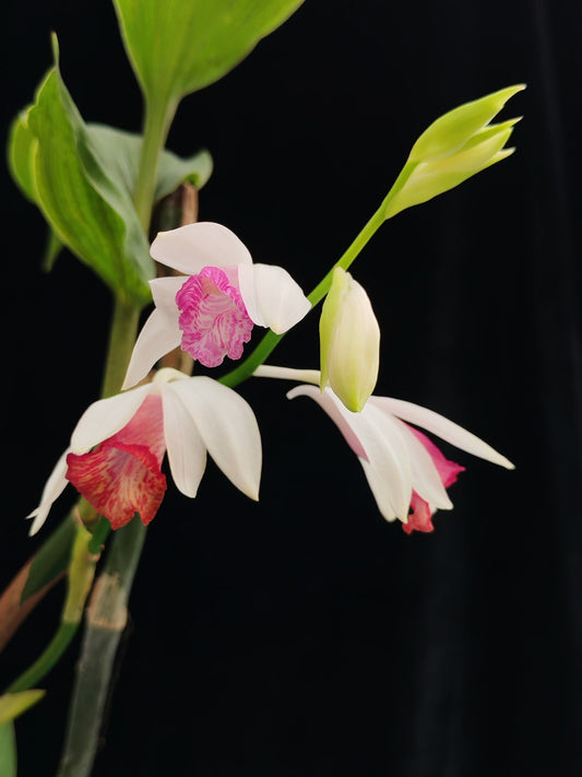 Phaius tonkinensis