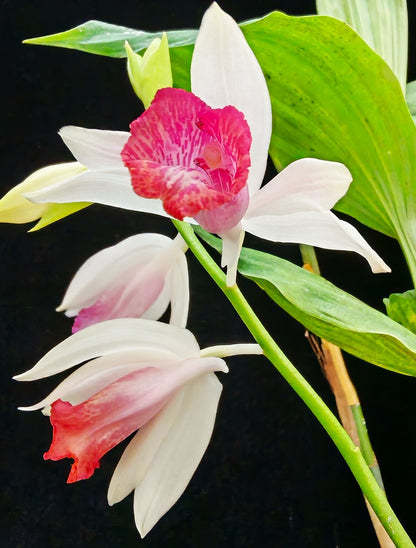 Phaius tonkinensis