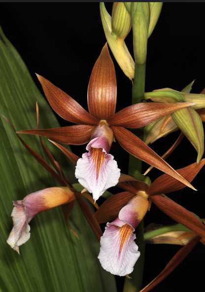 Phaius wallichii