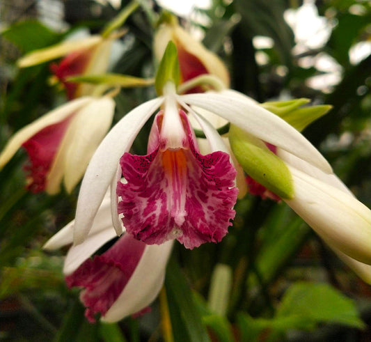 Phaius mishmensis