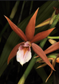 Phaius wallichii