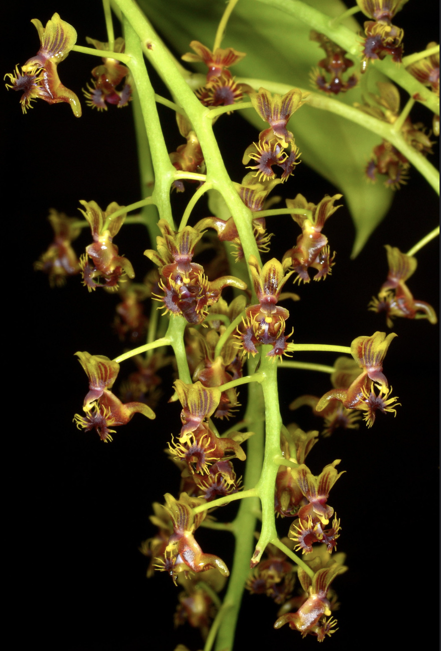 Phalaenopsis difformis (Ornithochilus difformis)