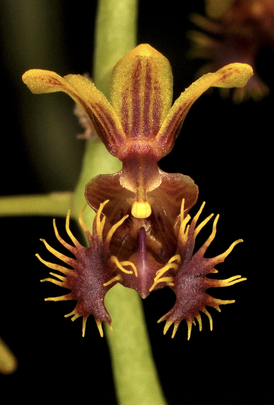 Phalaenopsis difformis (Ornithochilus difformis)