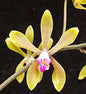 Phalaenopsis honghenensis