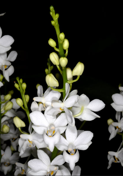 Phalaenopsis pulcherrima