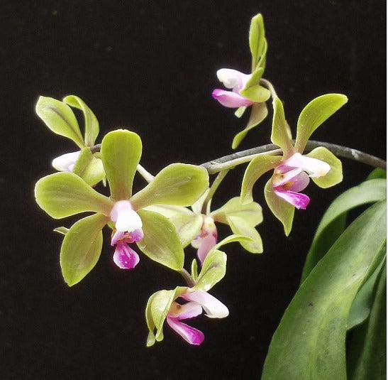 Phalaenopsis stobartiana