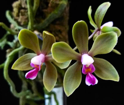 Phalaenopsis stobartiana