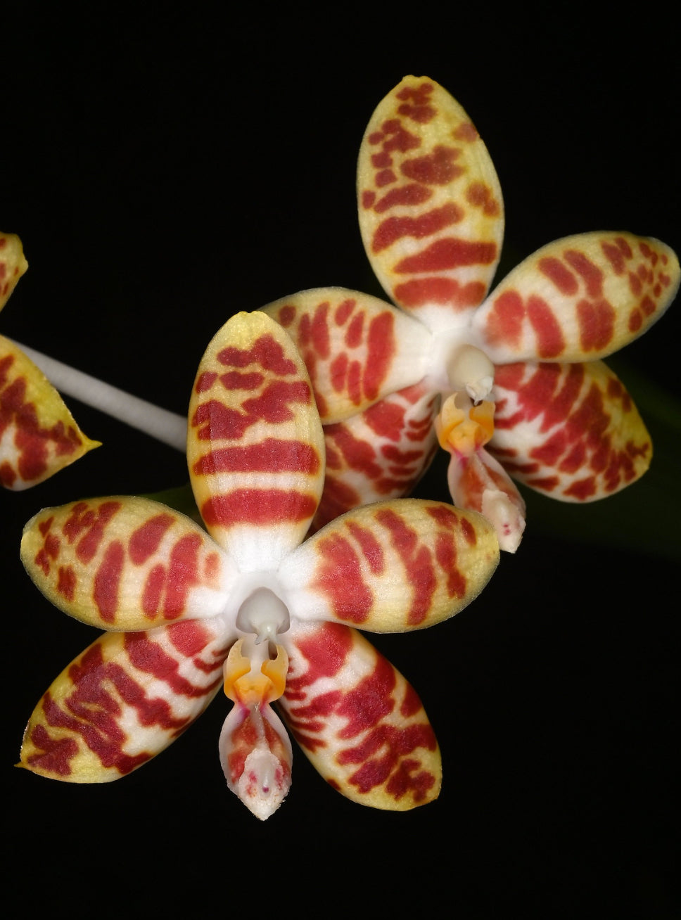 Phalaenopsis amboiensis