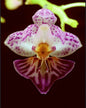 Phalaenopsis appendiclata