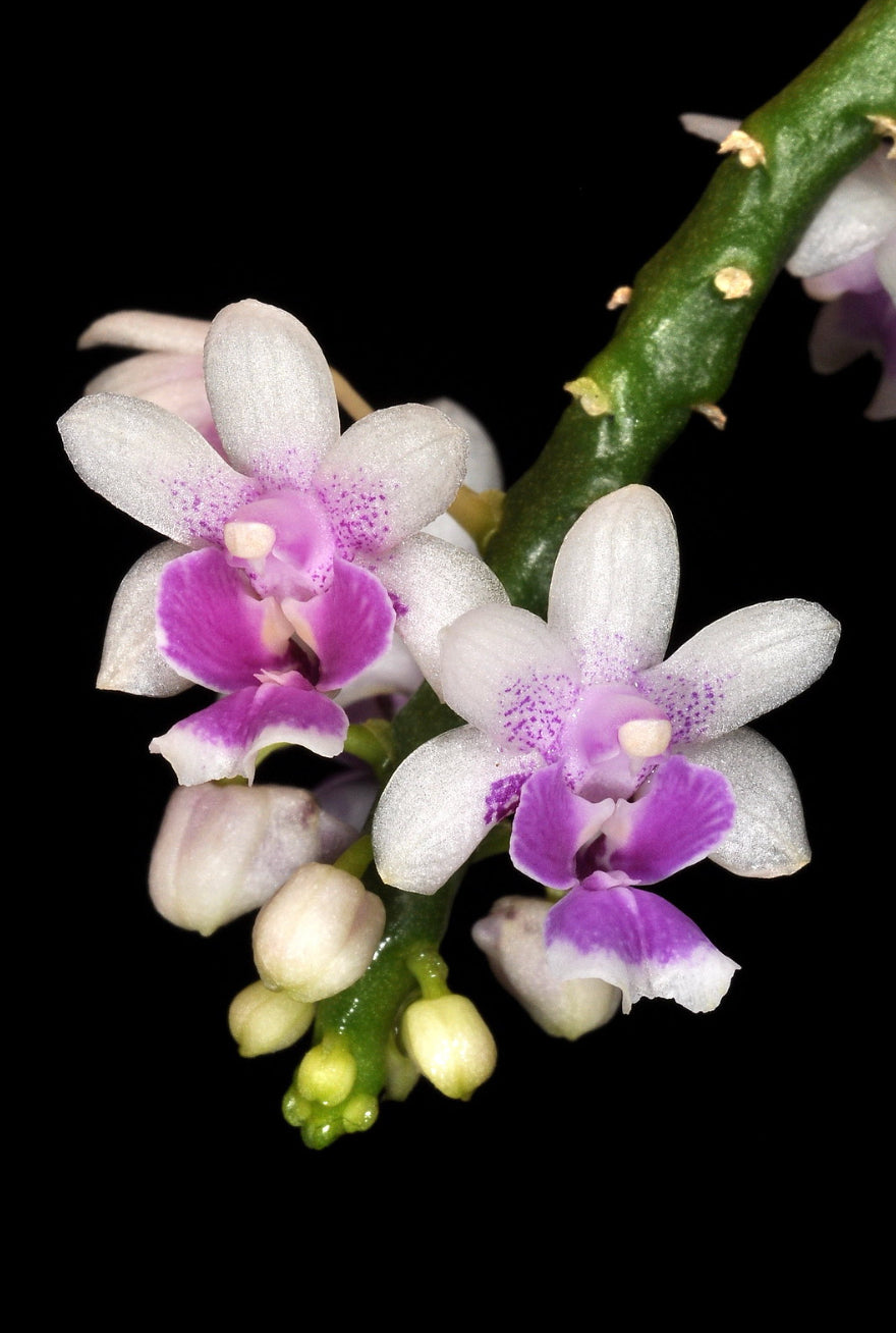 Phalaenopsis deliciousa