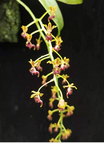 Phalaenopsis difformis (Ornithochilus difformis)