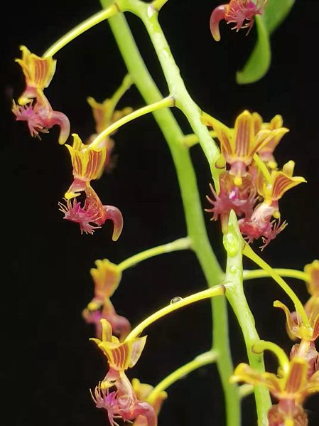 Phalaenopsis difformis (Ornithochilus difformis)