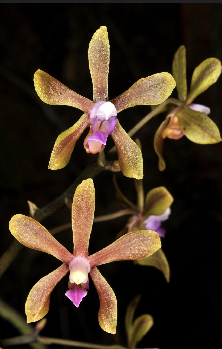 Phalaenopsis honghenensis