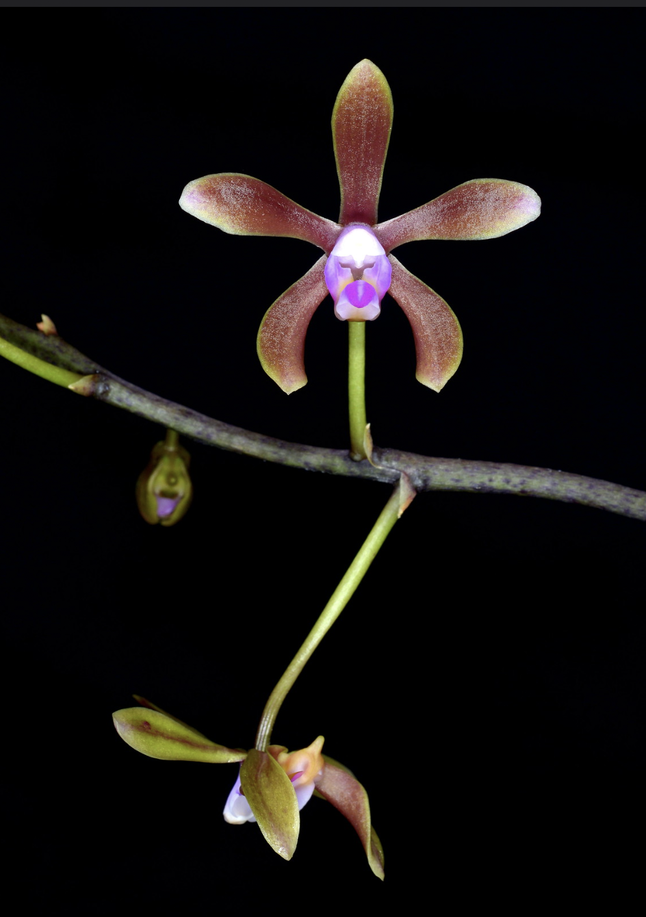 Phalaenopsis honghenensis