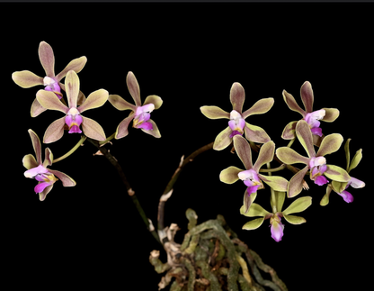 Phalaenopsis honghenensis