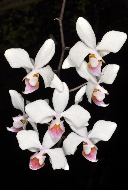 Phalaenopsis intermedia