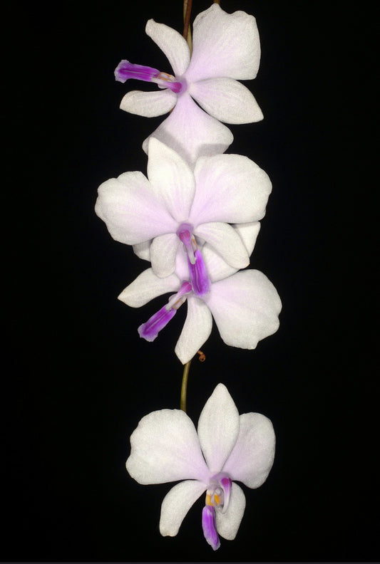 Phalaenopsis lowii