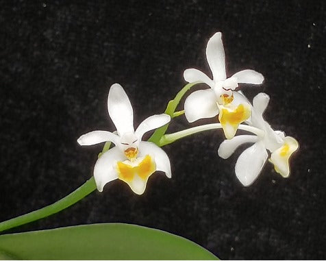 Phalaenopsis malipoense