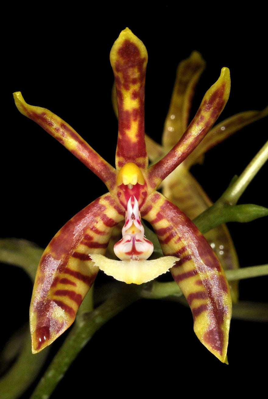 Phalaenopsis mannii