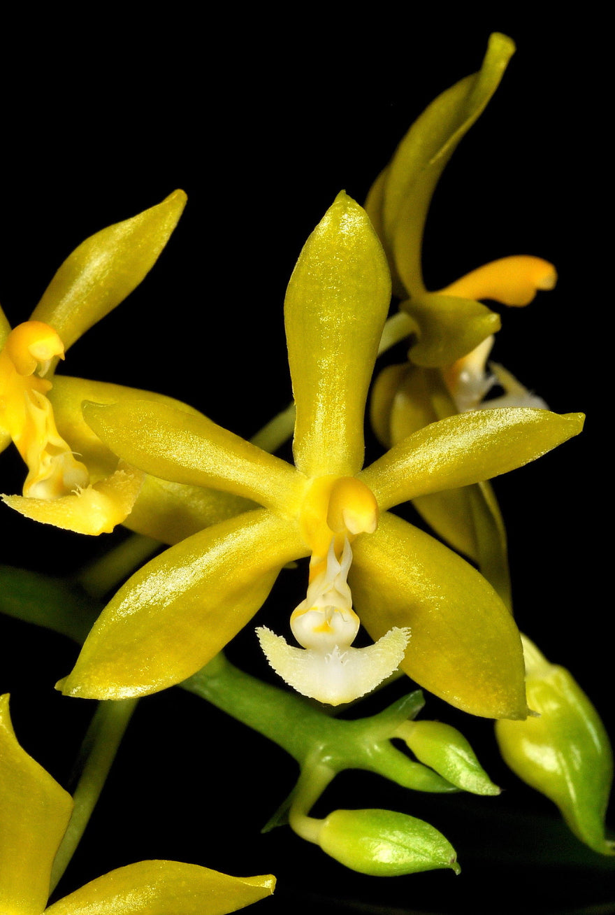 Phalaenopsis mannii