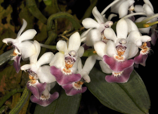 Phalaenopsis parishii