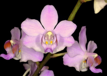 Phalaenopsis pulcherrima