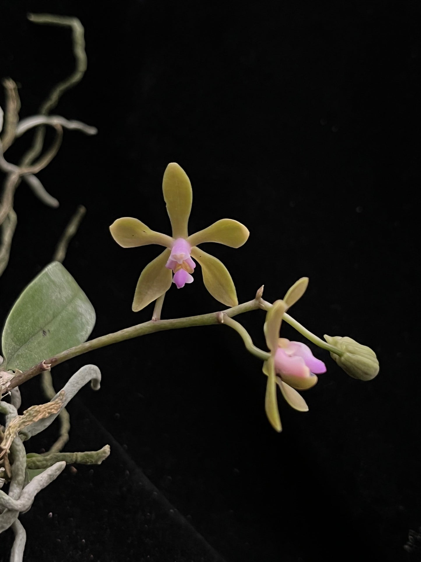 Phalaenopsis stobartiana