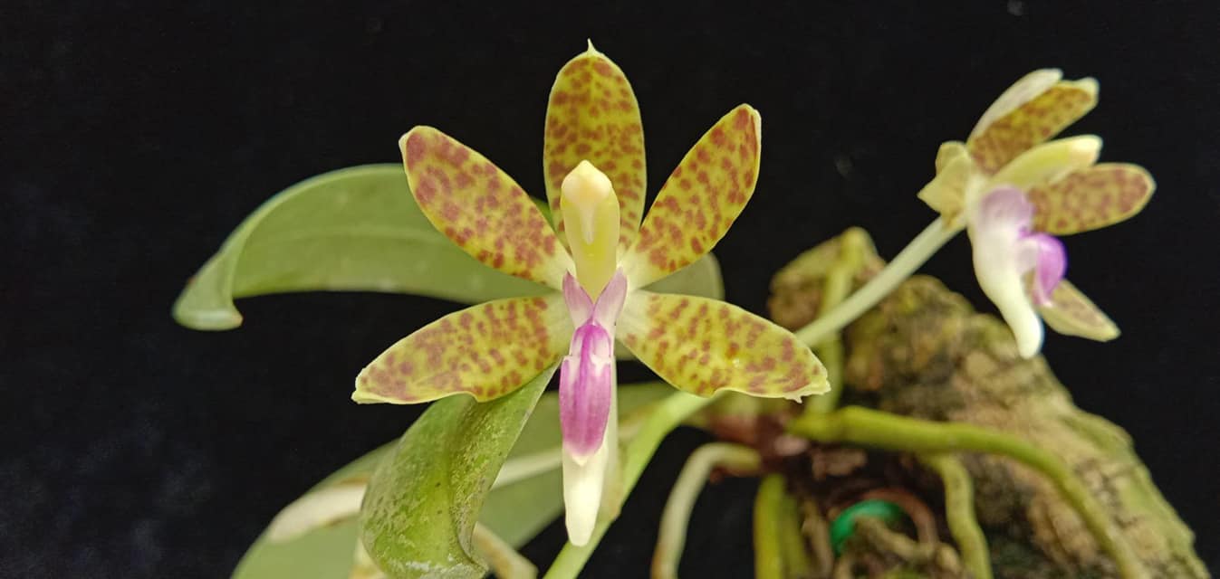 Phalaenopsis subparishii (Sedirea subparishii)