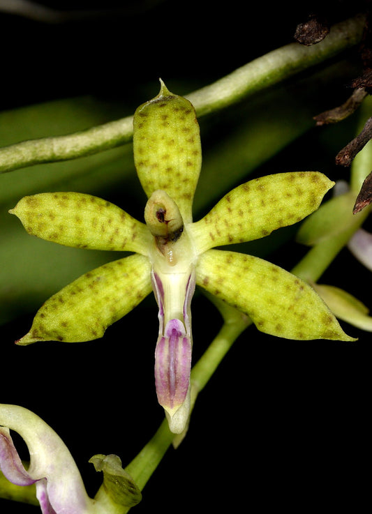 Phalaenopsis subparishii