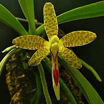 Phalaenopsis tsii