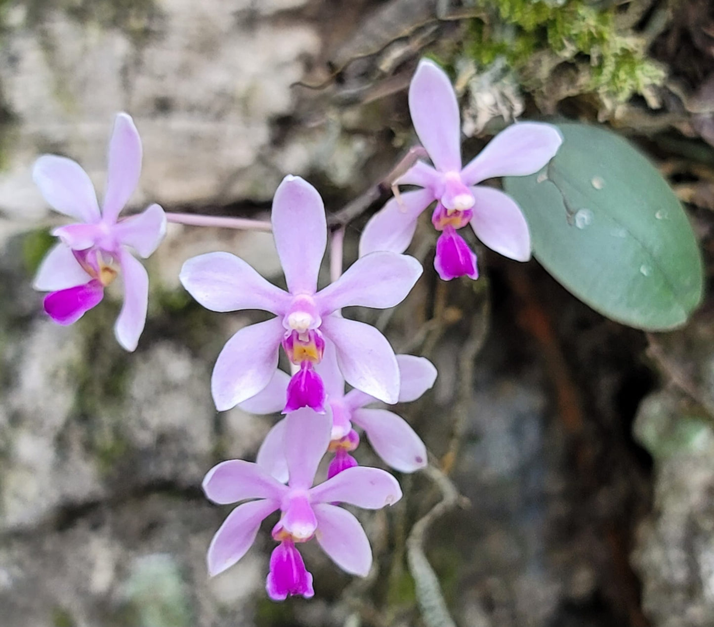 Phalaenopsis wilsonii 