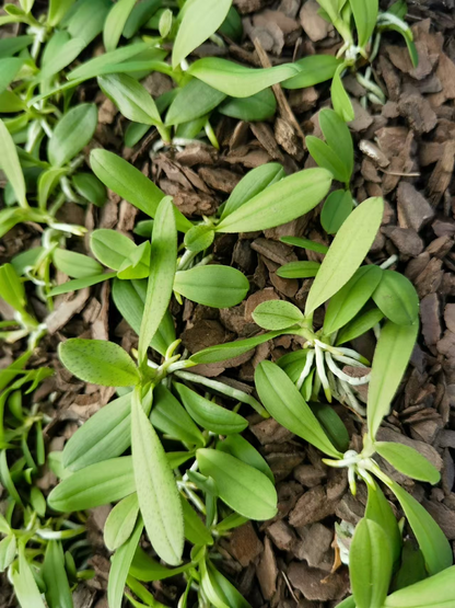 Phalaenopsis zhejiangensis