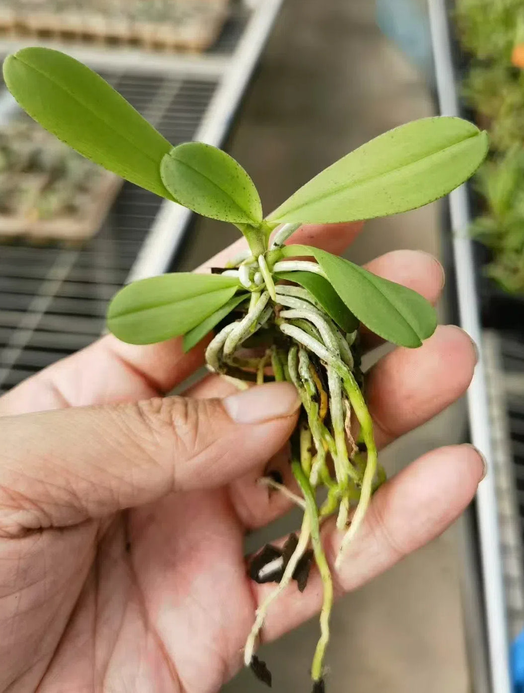 Phalaenopsis zhejiangensis