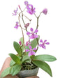 Phalaenopsis zhejiangensis x pulcherrima