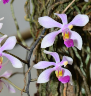 Phalaenopsis chuxiongensis