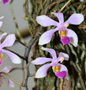 Phalaenopsis chuxiongensis