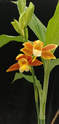 Phaius wenshanensis