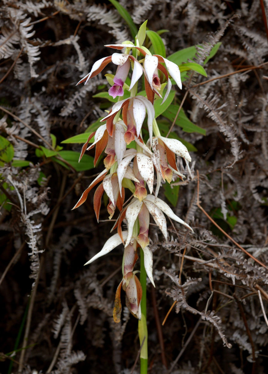 Phaius tankervilleae