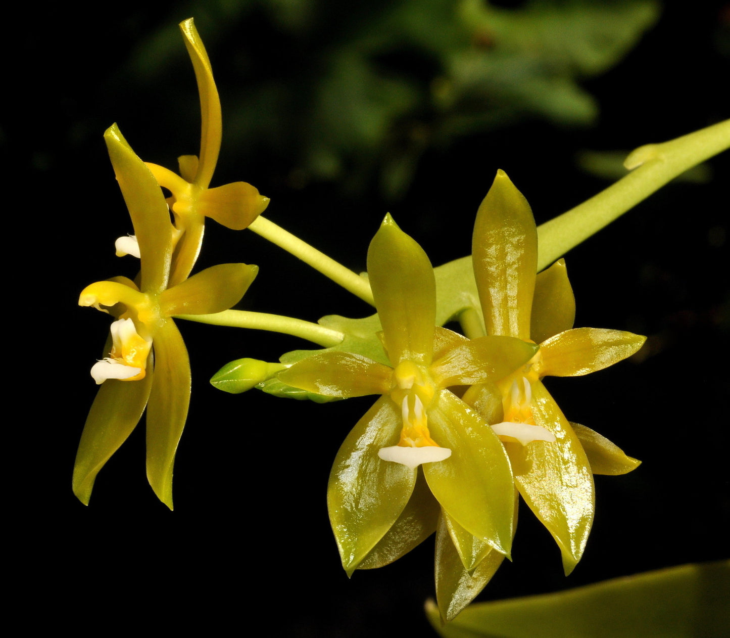 Phalaenopsis cornu-cervi