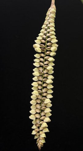 Pholidota imbricata