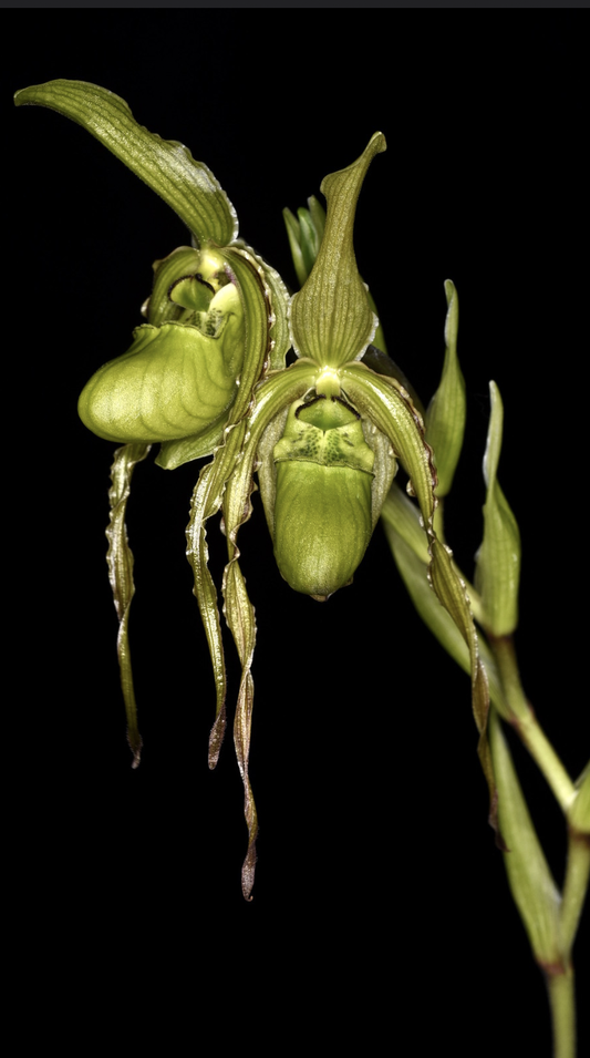 Phragmipedium richteri