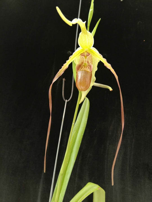 Phragmipedium Woessner Super Grande (longifolium x humboldtii)deflasked 3 Years