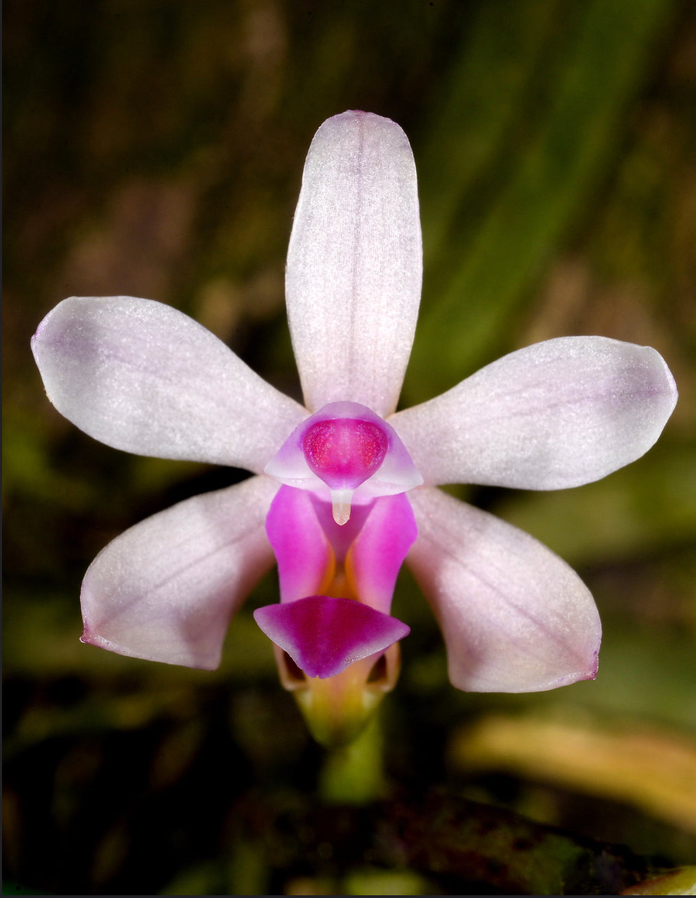 Phalaenopsis braceanum (taenialis)